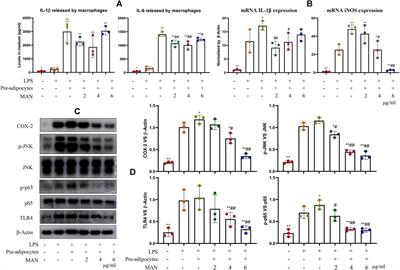 α-Mangostin Alleviated Inflammation in Rats With Adjuvant-Induced Arthritis by Disrupting Adipocytes-Mediated Metabolism-Immune Feedback